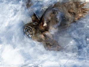 Snow Owl Soaring by RodMacIver