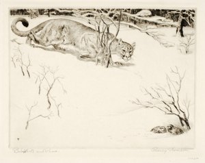 Bob-white and Puma by Rodney Thomson