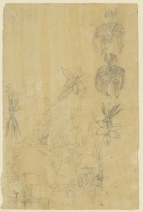 Flower Studies and Bathing Women by Rodolphe Bresdin
