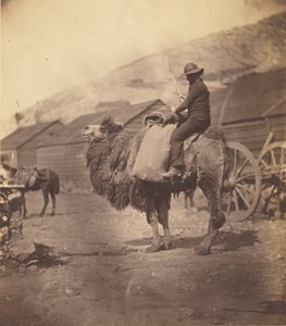 [Man Riding Camel] by Roger Fenton