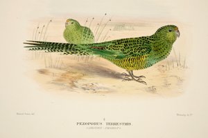 Ground Parrot by Roland Green