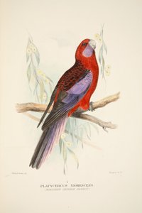 Northern Crimson Parrot, 1916 (hand coloured engraving) by Roland Green