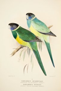 Northern Yellow Banded Parrot and Dundas Yellow Collared Parrot, pub. 1916 by Roland Green