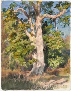 Tree Study
