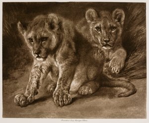 Two Lion Cubs by Rosa Bonheur