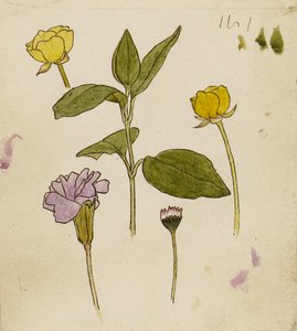 Study of Flowers - Buttercup and Daisy by Rosa Brett