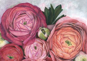 Pink Peach Ranunculus by Rosana Laiz Blursbyai