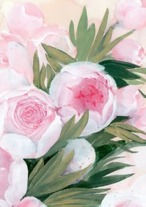 Pink Peony Blooms by Rosana Laiz Blursbyai