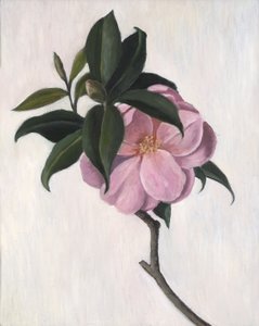 Camellia