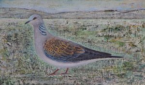 Turtle Dove