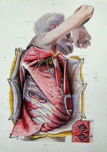 Dissection of the Right Lateral Face of the Thorax, from a Book on Anatomy by S. Dupret