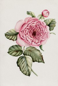 Botanical Pink Rose by Salome