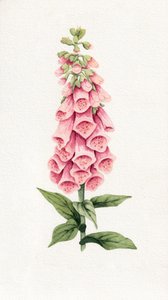 Delicate Pink Foxglove by Salome