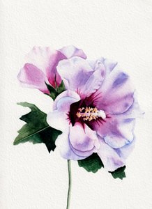 Purple Hibiscus Blooms by Salome