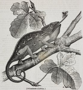 African chameleon, lithograph by Salvatore Puglia from Poliorama Pittoresco by Salvatore Puglia