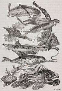Ocean creatures: 1 Dattiloftera, 2 Syngnathus, 3 Pegasus, 4 Trachypterus, 5 Chaetodon, 6 Rabbit fish, 7 Unicorn (narwhal), 8 Flying Pteroids, 9 Attinia by Salvatore Puglia
