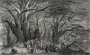 Old cedars of Lebanon in Tyre, Lebanon, lithograph by Salvatore Puglia from Poliorama Pittoresco by Salvatore Puglia