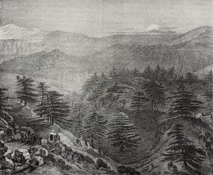 View of Mount Lebanon with its famous cedars, Lebanon by Salvatore Puglia