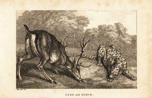 Encounter Between a Stag, Cervus elaphus, and a Snow Leopard, Panthera uncia by Samuel (after) Howitt