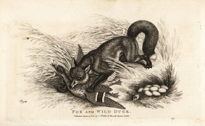 Fox attacking a duck and her nest of eggs by Samuel (after) Howitt