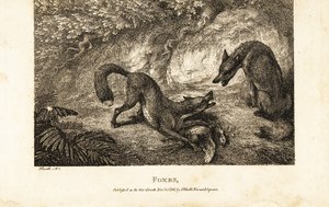 Fox with dead fowl fighting off another fox by Samuel (after) Howitt
