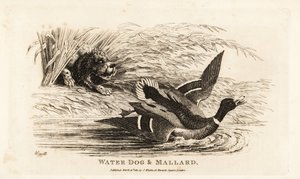 Water dog and mallard by Samuel (after) Howitt