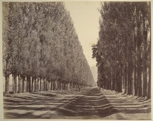 A Road Lined with Poplars, Kashmir by Samuel Bourne