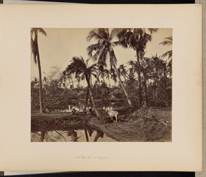 Calcutta; Rustic Scenes and Rural Life in Bengal by Samuel Bourne