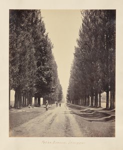 Srinagar; Poplar Avenue, from the End by Samuel Bourne