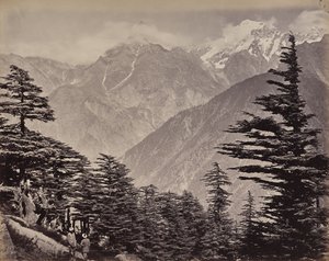 The Upper Himalayas. View near the China Mountains. Deodars in the Foreground by Samuel Bourne