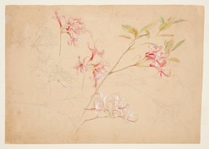 Azaleas by Samuel Colman