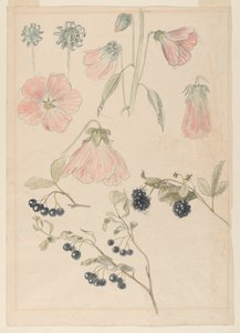 Botanical Detail Studies: Hollyhocks, Blueberries, and Blackberries by Samuel Colman