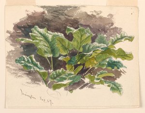 Botanical Study by Samuel Colman