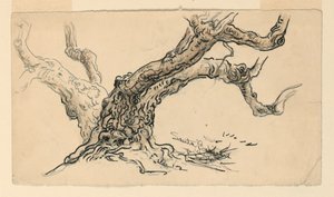 Sketches. Sycamores, Santa Barbara, California, ca. 1888