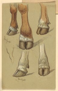 Studies After Cattle, 1871