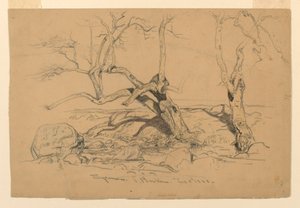 Studies. Trees, Santa Barbara, California, February 3, 1888