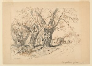 Drawing, Study for The Cypress Trees of Montezuma, Park of Chapultepec, Mexico by Samuel Colman