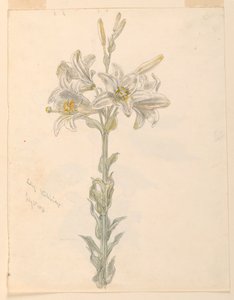 Lily, Stockbridge by Samuel Colman