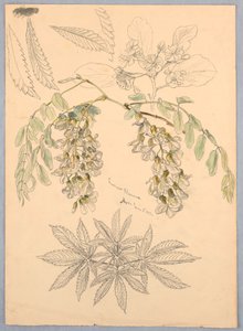 Locust Blossoms by Samuel Colman