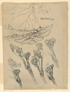 Maple Seed Vessels by Samuel Colman