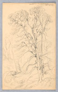 Sketches of Trees by Samuel Colman