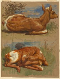 Studies of Calves, Stockbridge