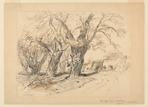 Study for The Cypress Trees of Montezuma, Park of Chapultepec, Mexico by Samuel Colman