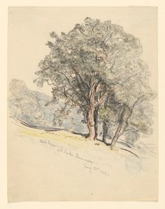 Study of Oak Trees at Lake Dunmore, Vermont