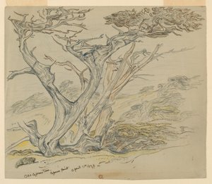 Study of Old Cypress Trees, Cypress Point by Samuel Colman
