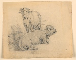 Study of Two Rams by Samuel Colman