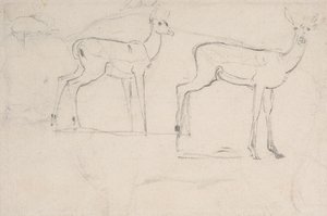 Study for Two Standing Pallah Deer by Samuel Daniell