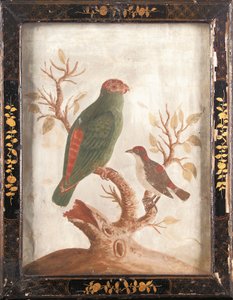 Green and Red Indian Parakeet