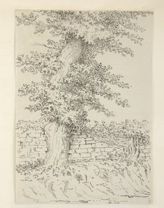 An Elm Tree at Bedminster by Samuel Hieronymous Grimm