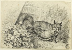 Fox Stealing a Cock